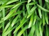 Dwarf Agapanthus Leaves
